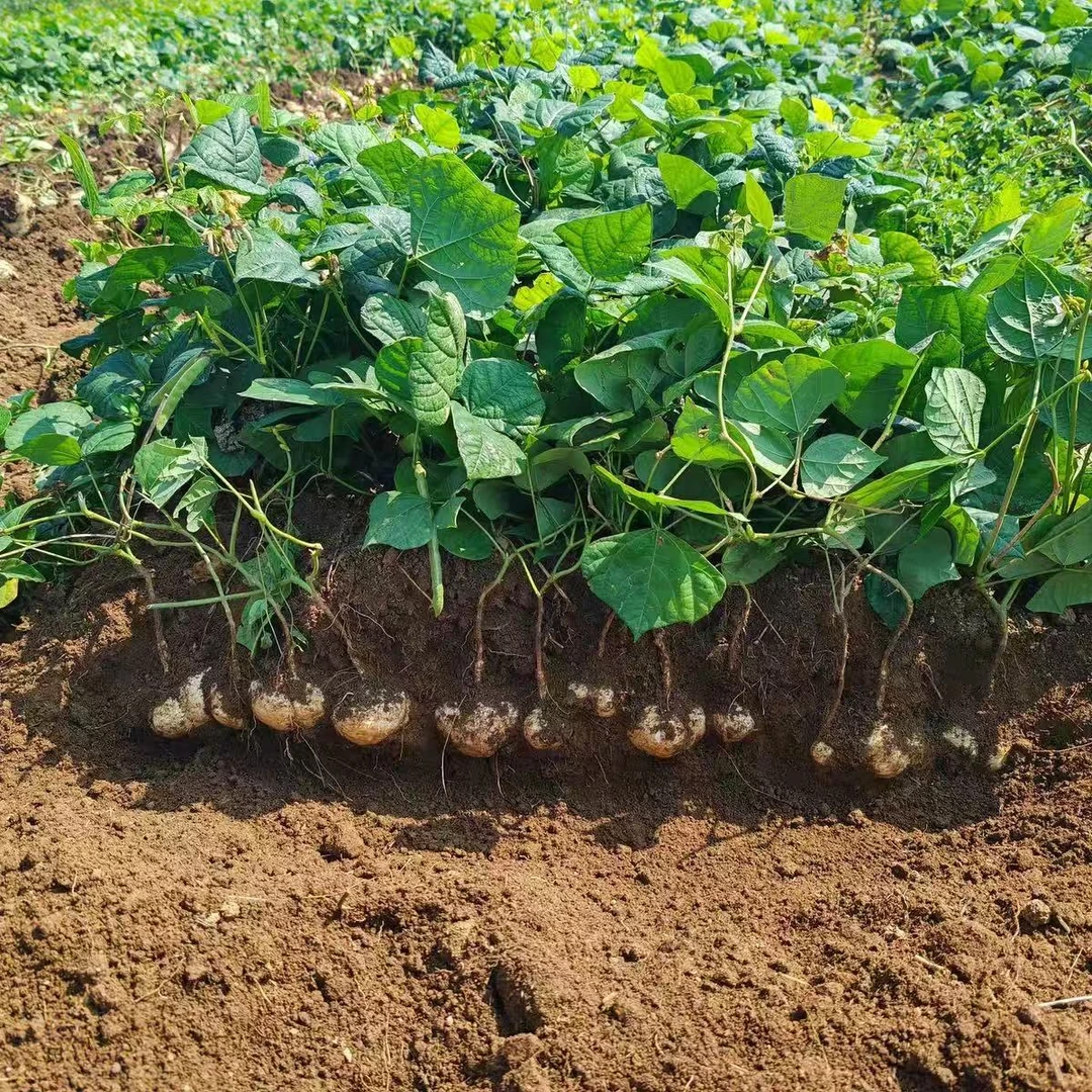贵州高山油砂地正宗绿色水果-地瓜  凉薯  地萝卜