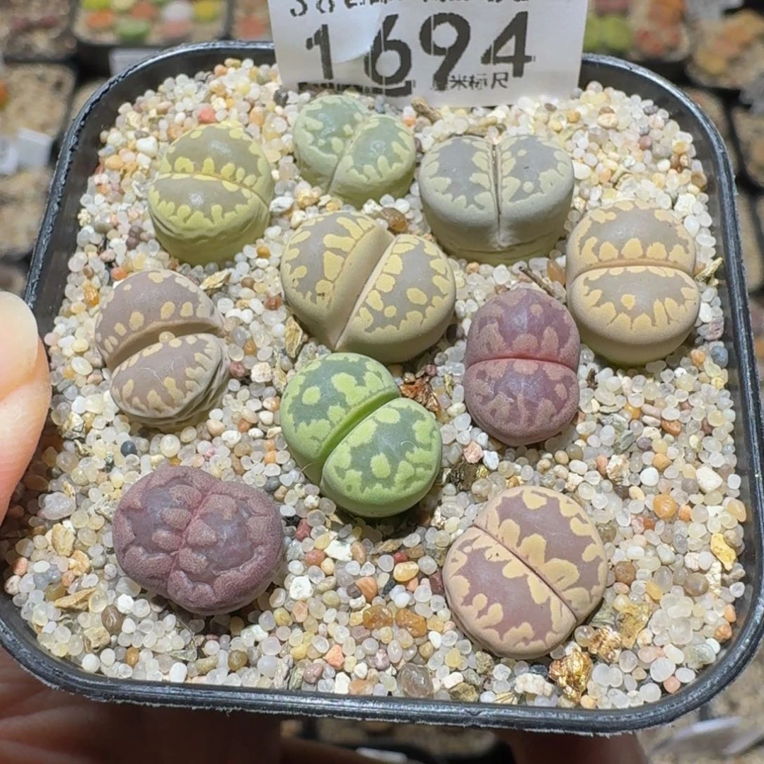 Sssss精品生石花1694
