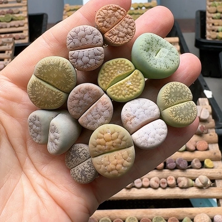 25153清框特价彩套母本