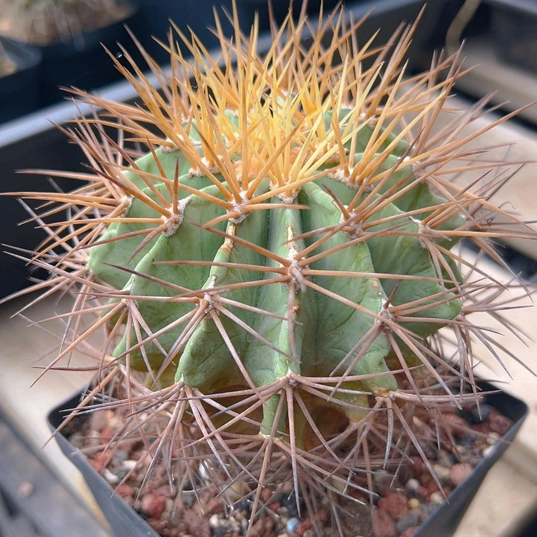 7519王冠龙有点伤实生搬迁清棚福利裸根发