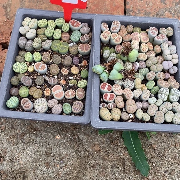 孞***㐑生石花等植物的生长825