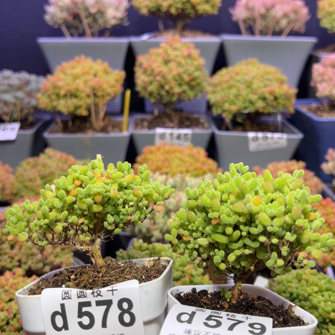 【闪购商品】m**kd578,579蜜橘糖球枝干番杏