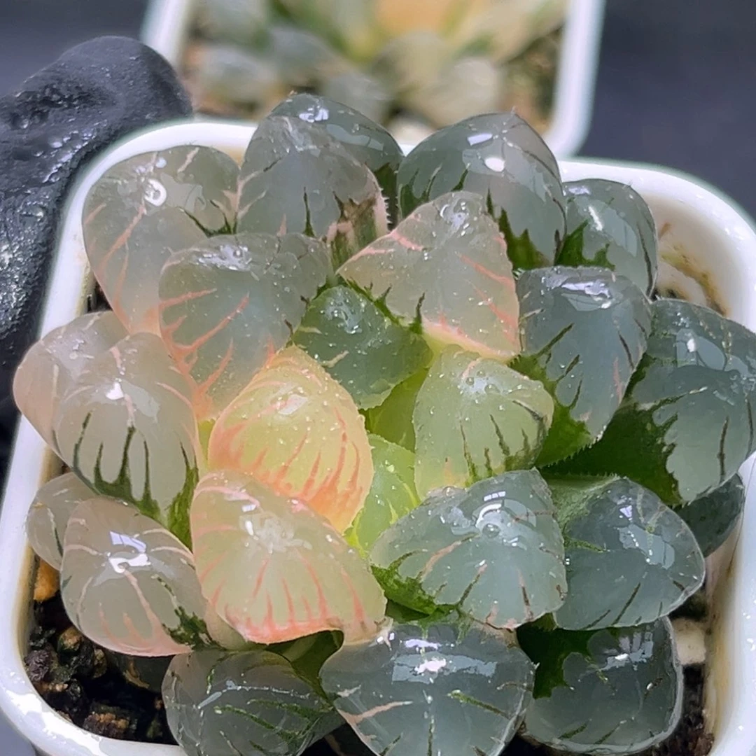 恭喜发财大吉大利2616