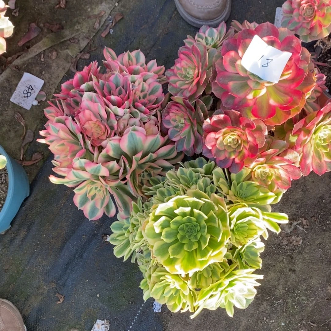 18号万白金丝➕粉女巫1颗