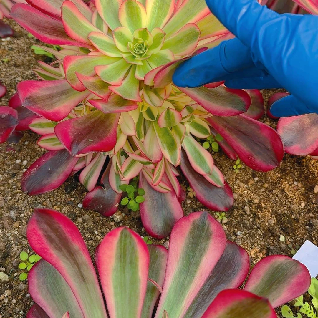 美杜莎多肉植物手捧一号