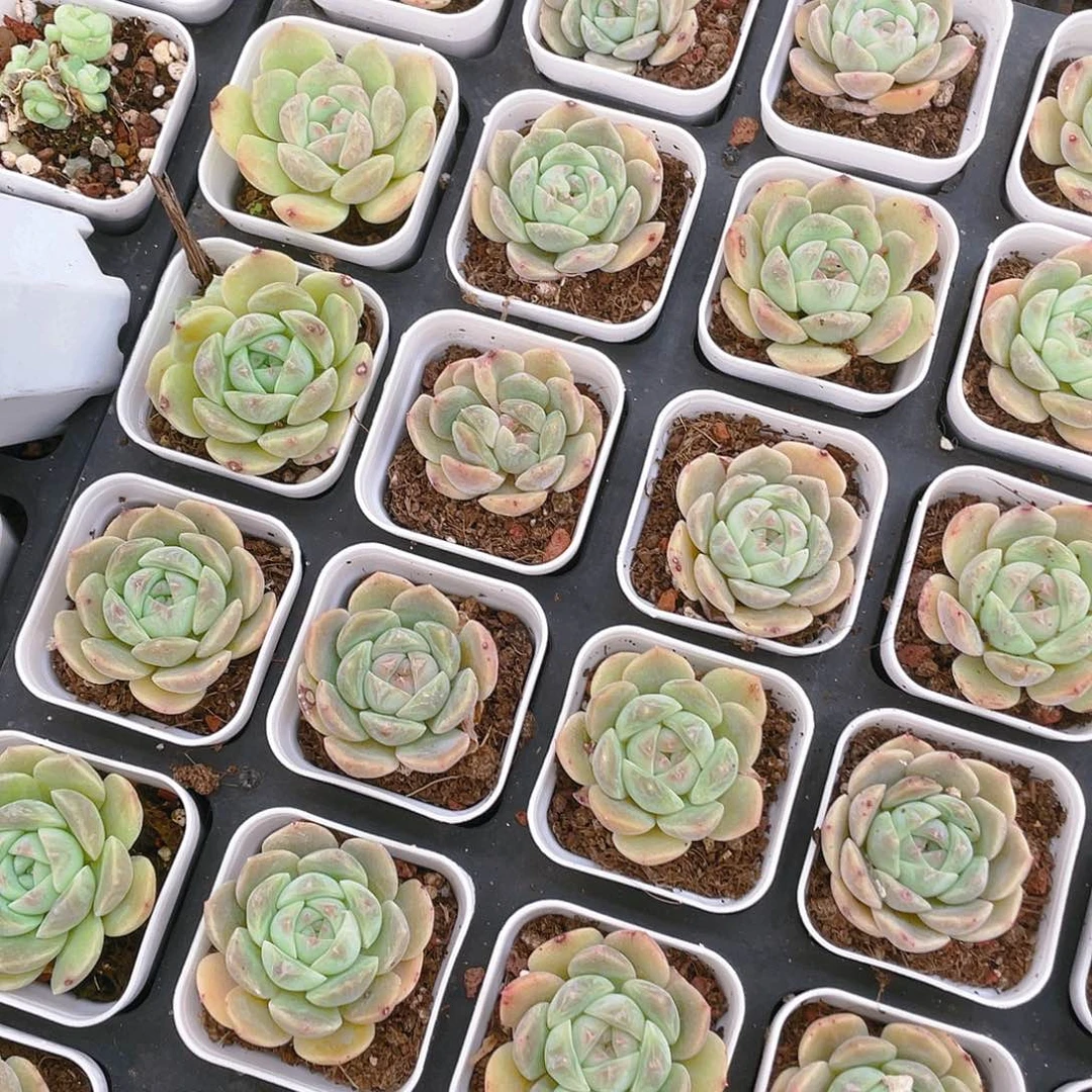 三盆巫拉未知盆一个满25包邮