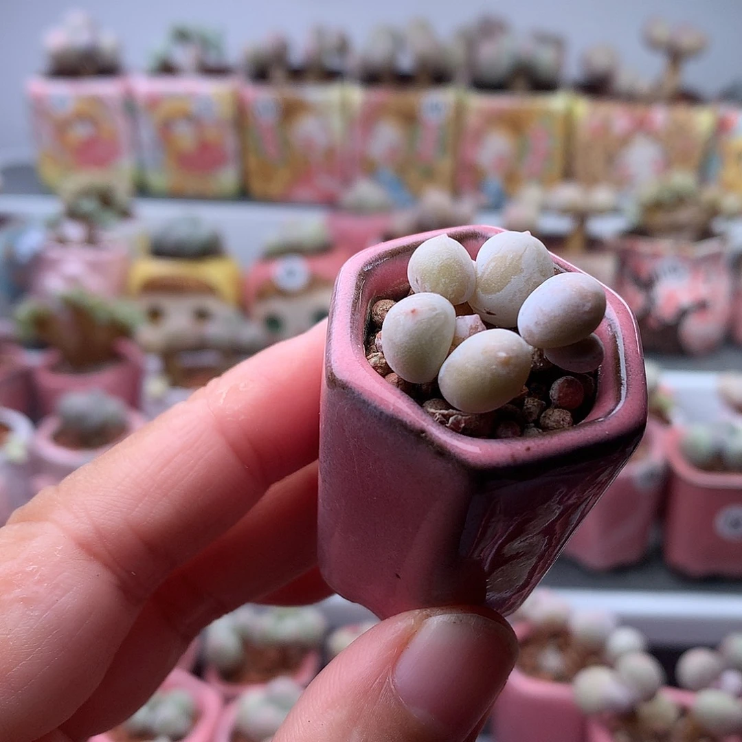 鸡蛋单头奶酪带盆发货