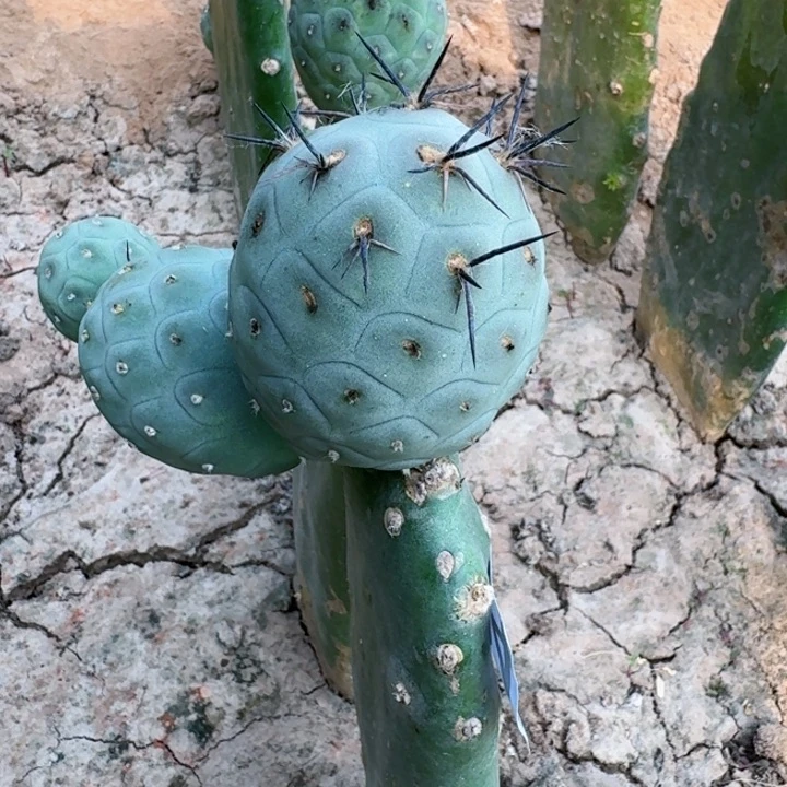 无花朵994白皮洞洞习白桶西