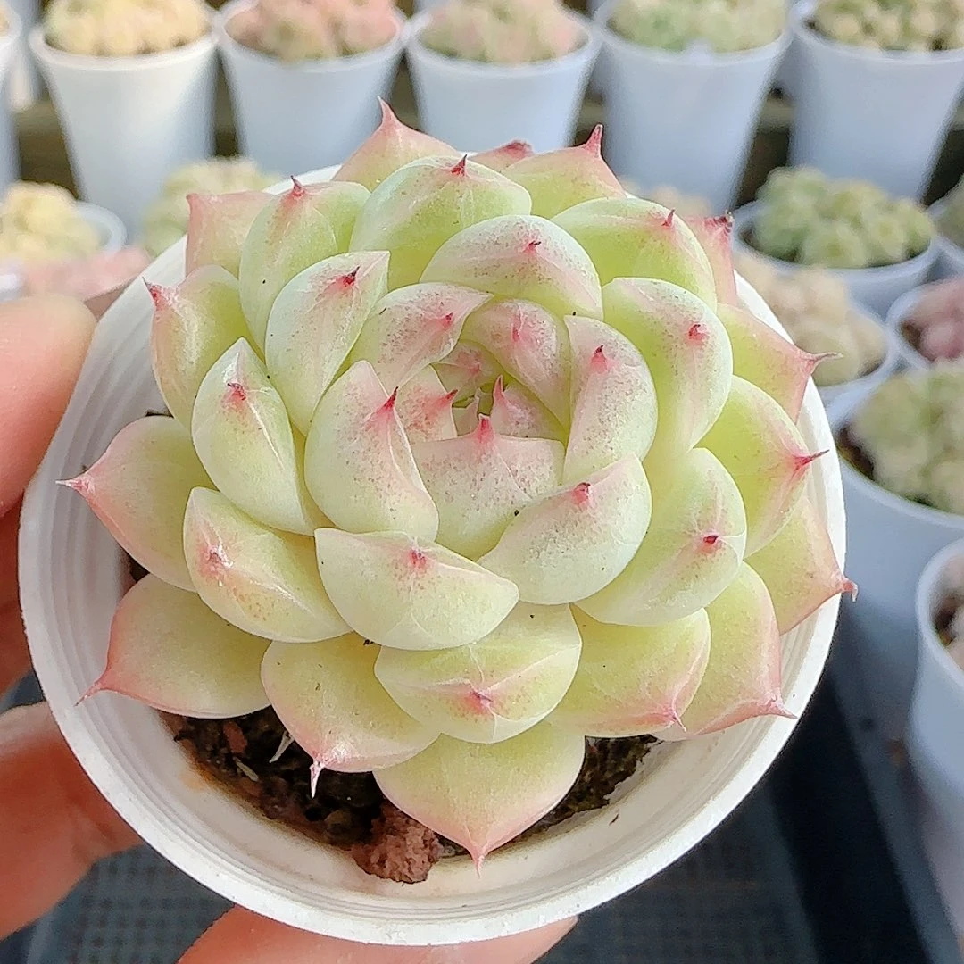 1211-77（小魔仙包子）多肉