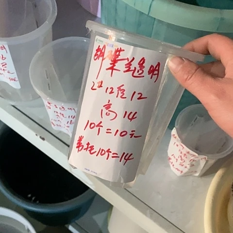 树脂透明盆12口径带托10个