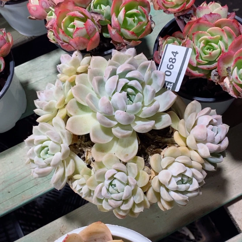 【闪购商品】高****家奶油美人0684