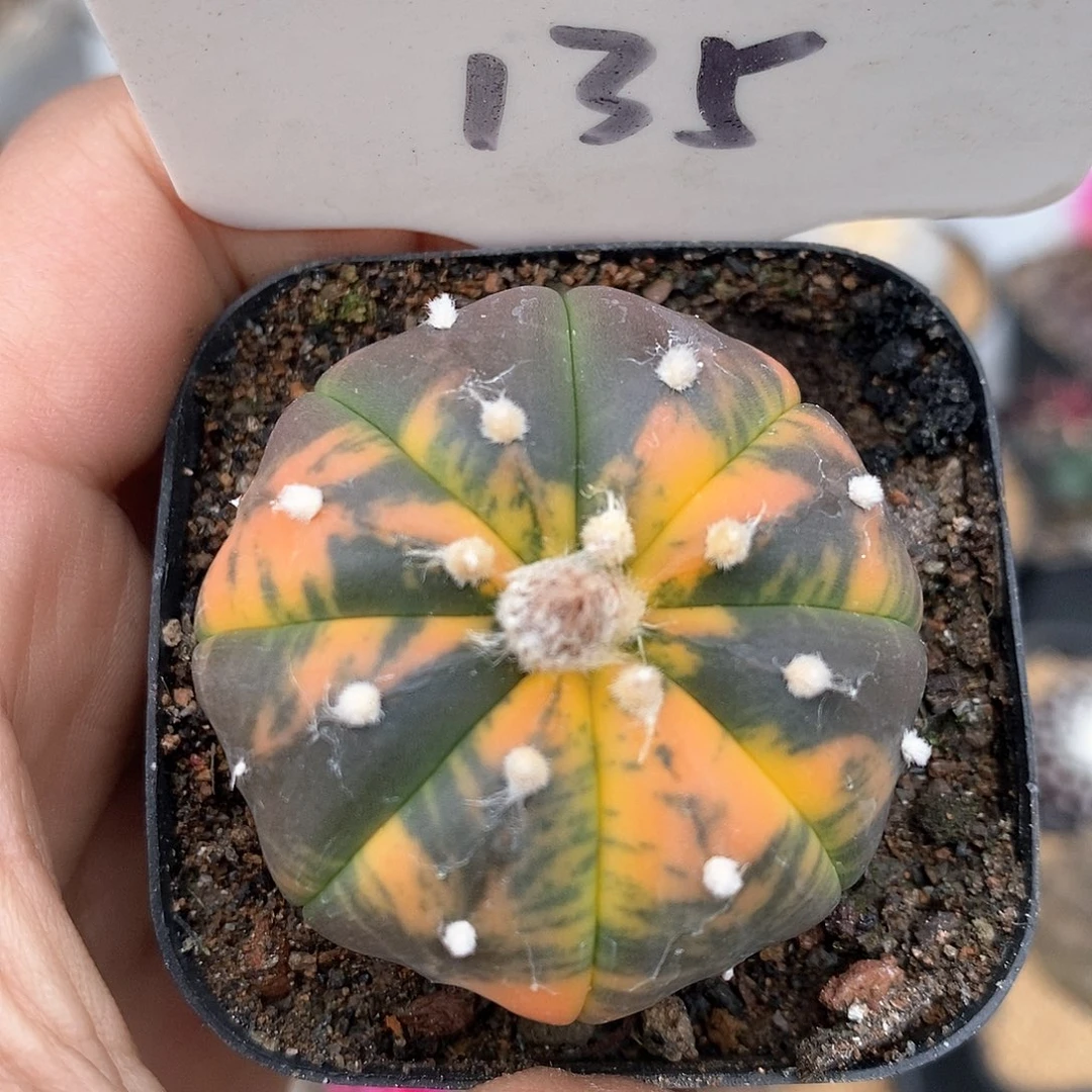 开播后特价来了来了