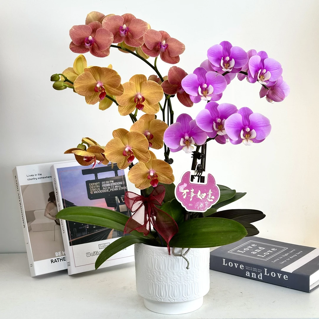 【国色天香】蝴蝶兰鲜花精致组盆 开花株 室内绿植 养兰基地直发