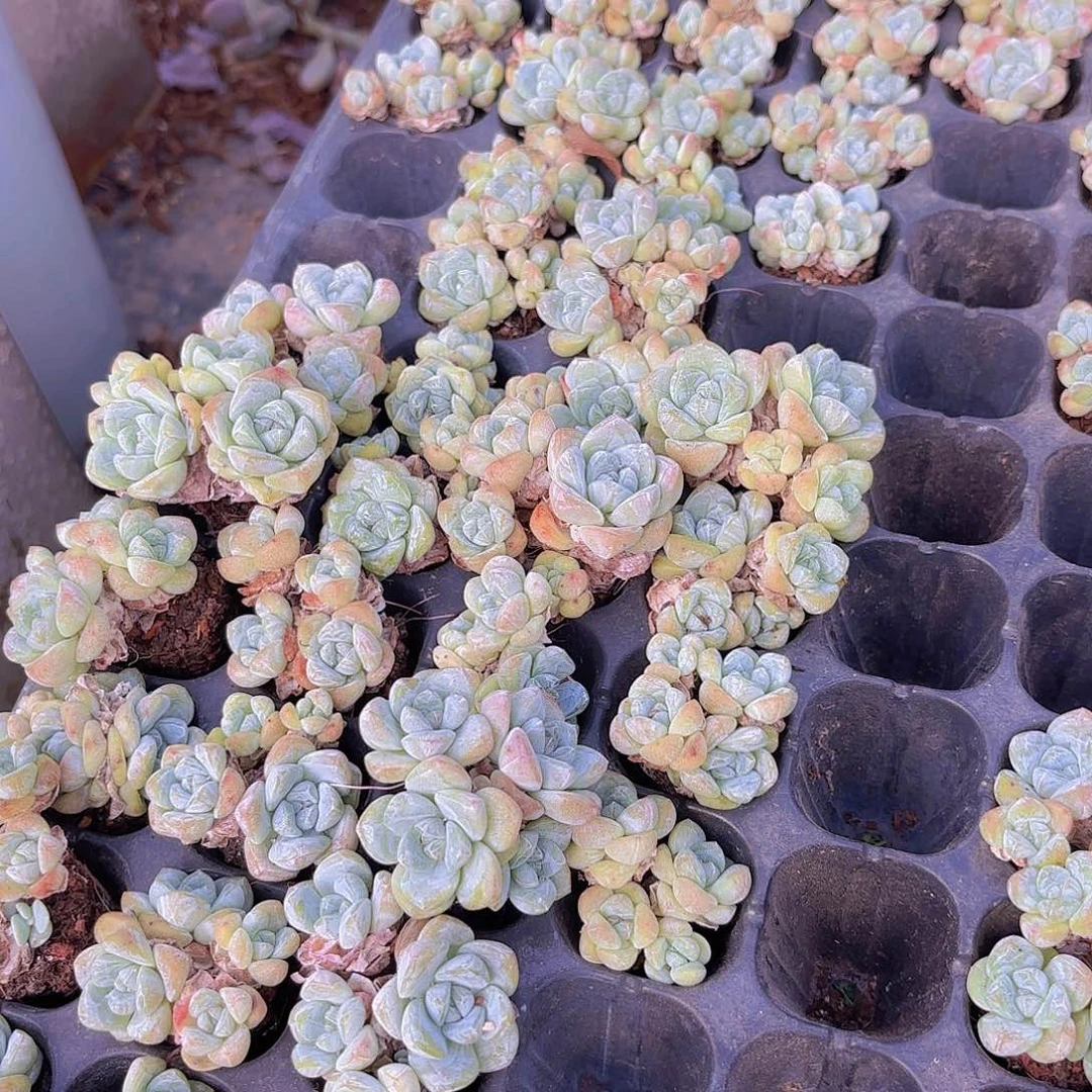 冰玉老桩四头一颗量拍