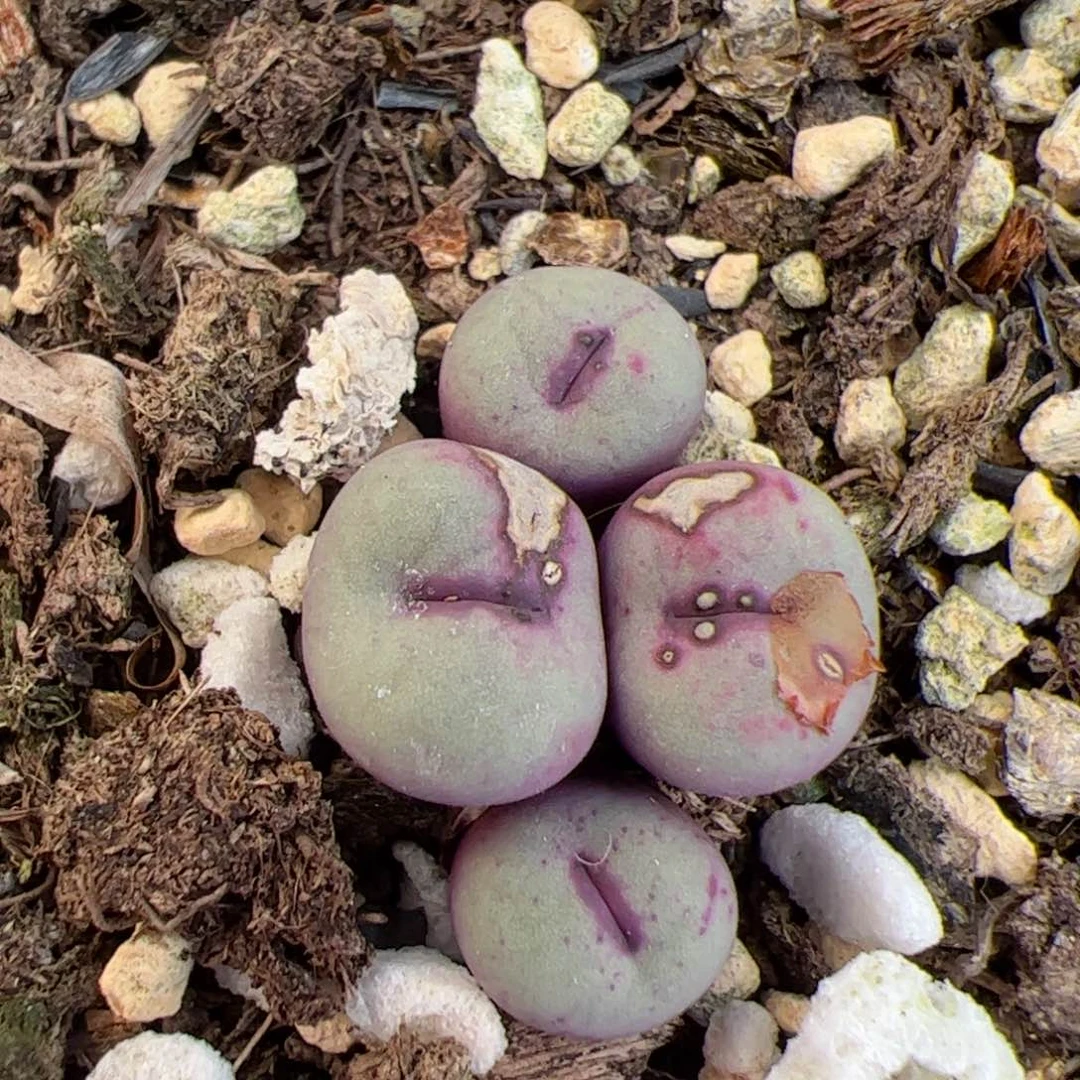 【闪购商品】120 年终收官427