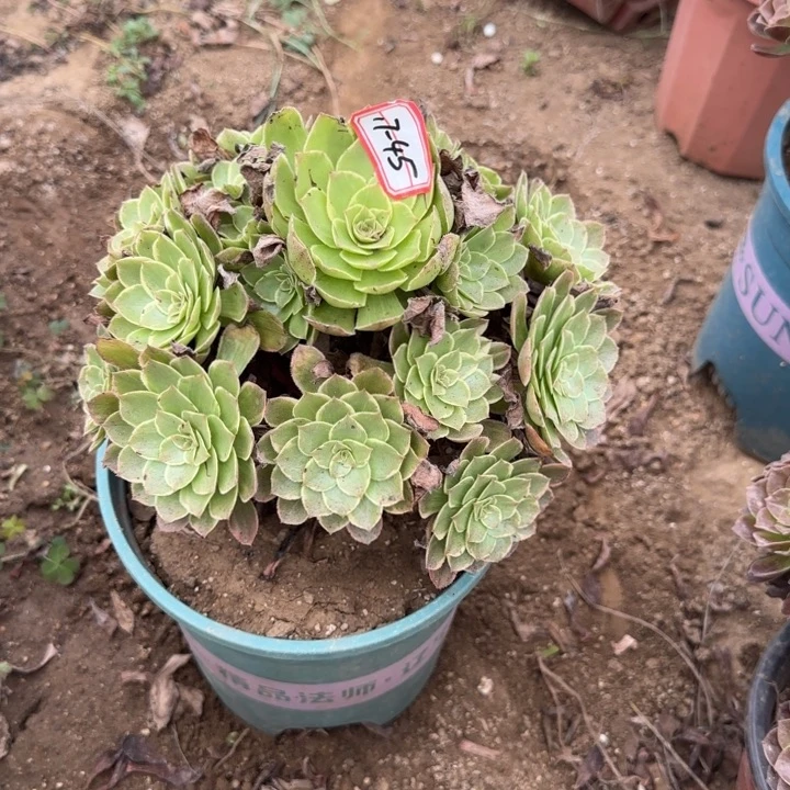 17-45莲花座地理不包售后