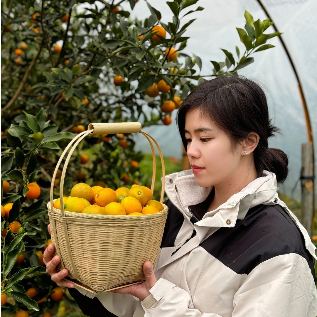 广西融安【脆蜜金桔】纯甜无粒多水多汁现摘现发礼盒顺丰包邮