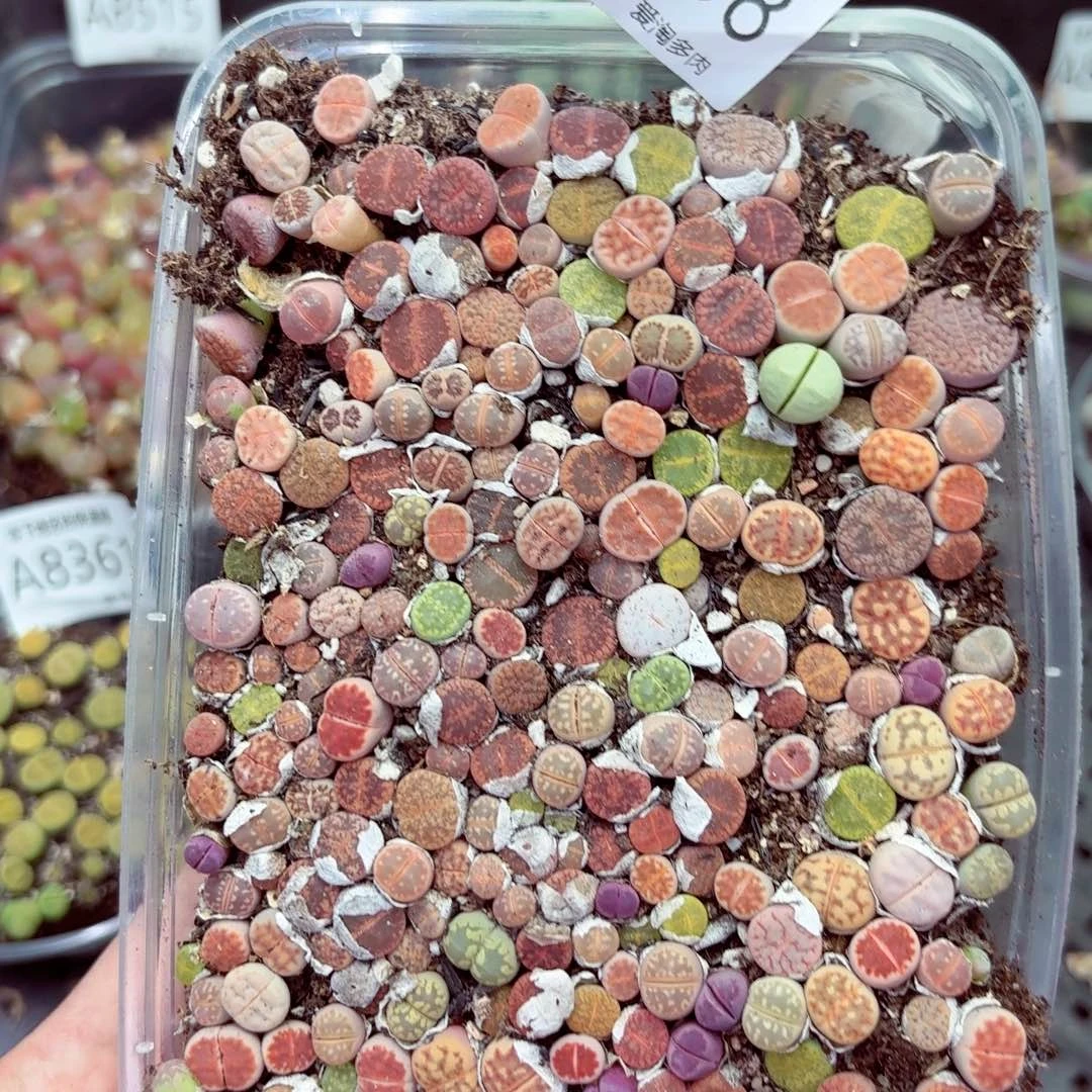 8398––零下地区需拍保温箱