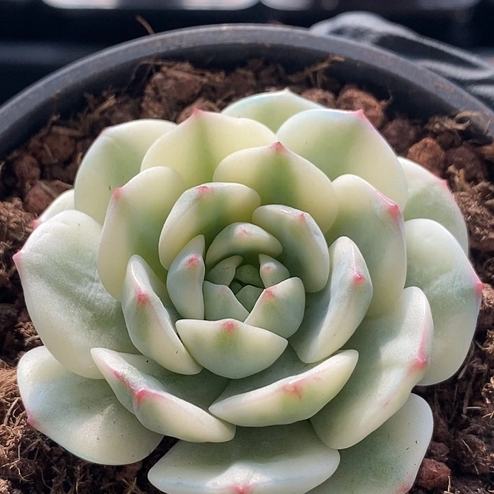 醉心锦多肉无根多肉植物