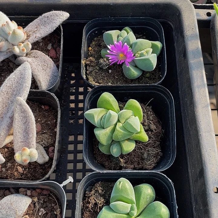 无比玉带盆土发货