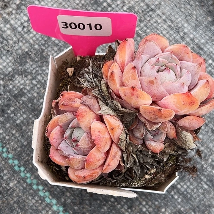 *****孤星      30010号