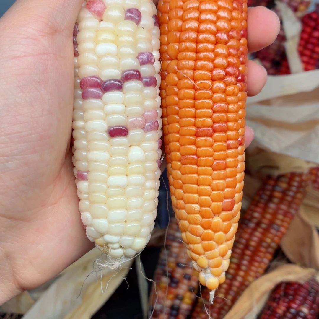 长***星白玉菩提吊坠文玩精品文玩精品