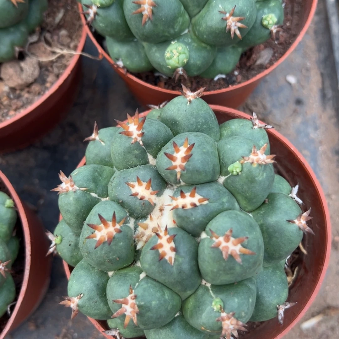 短豪刺象牙 随机一颗。