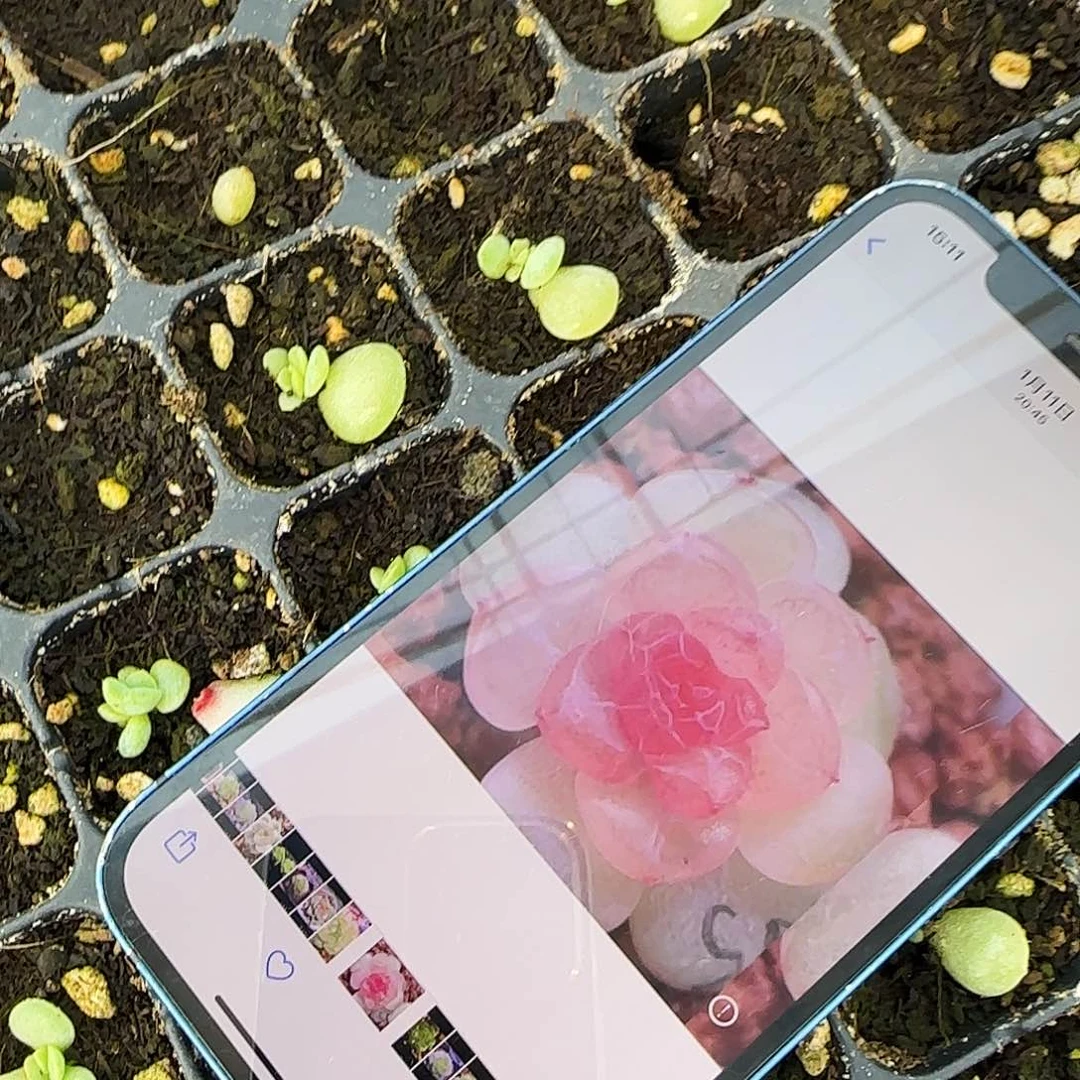 有理X15 芝麻一个满25包邮