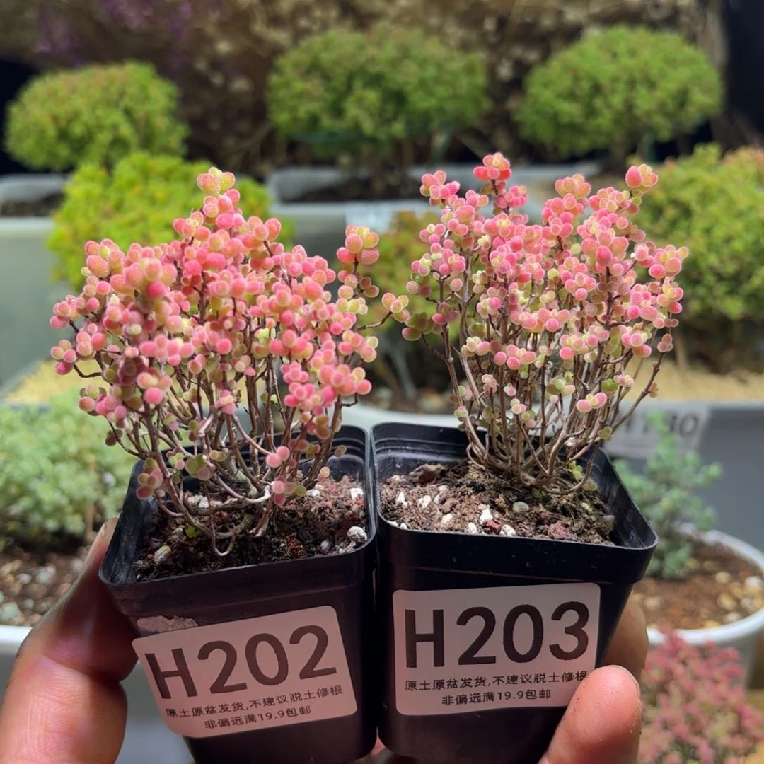 两个精控蜜橘糖球H202.H203