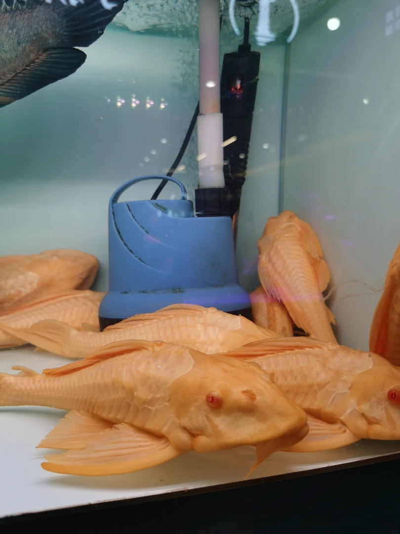 女王大帆豹纹清道夫热带观赏鱼除苔除藻清理残渣混养必备