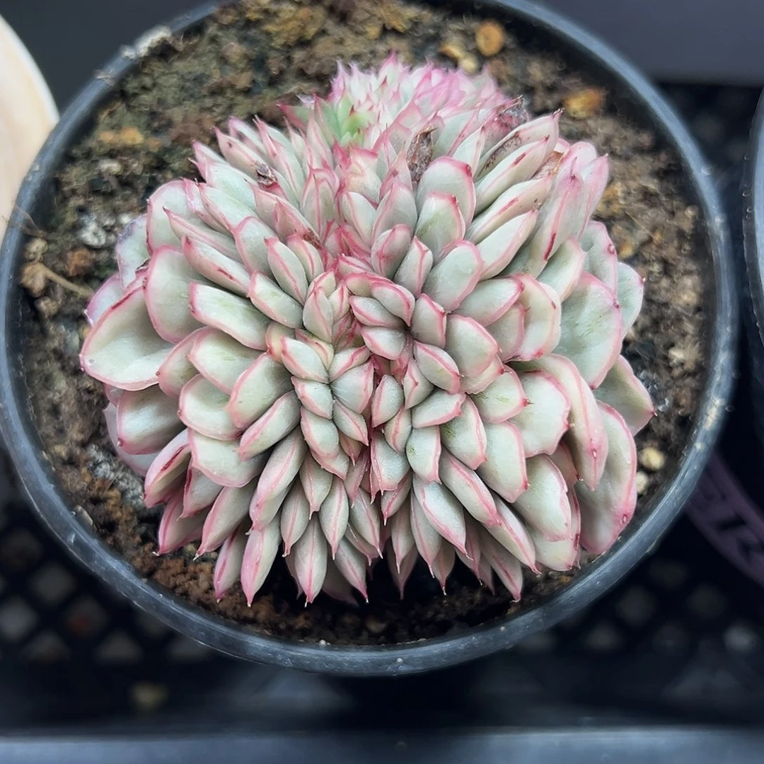 麦秆锦缀多肉植物