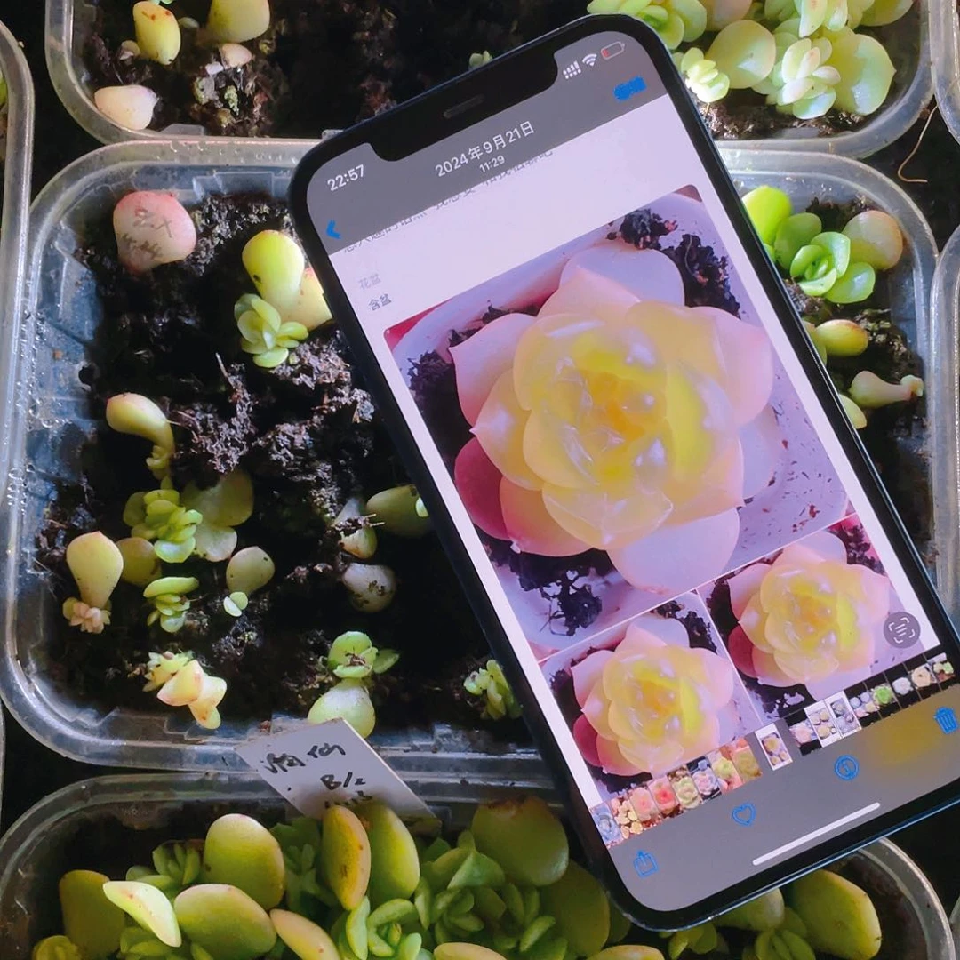 谪仙芝麻苗一个满25包邮