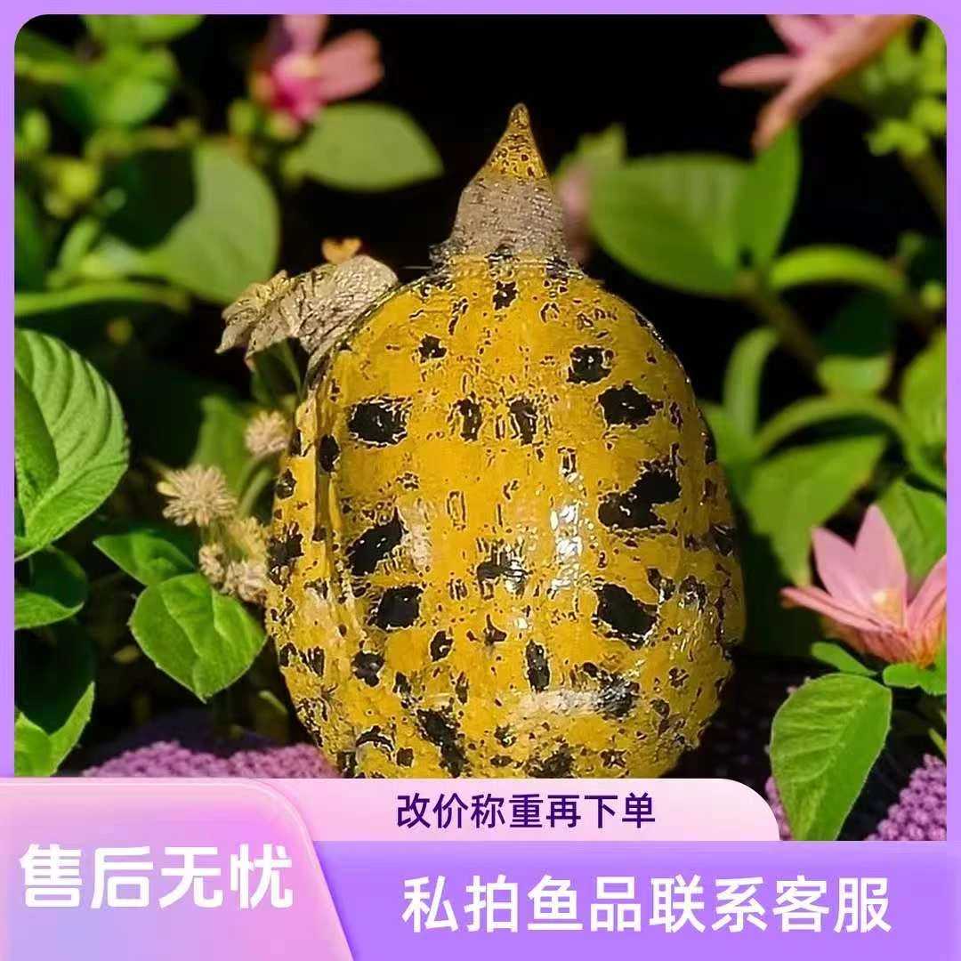 现场称重改价鲜活大甲鱼水产顺丰包邮