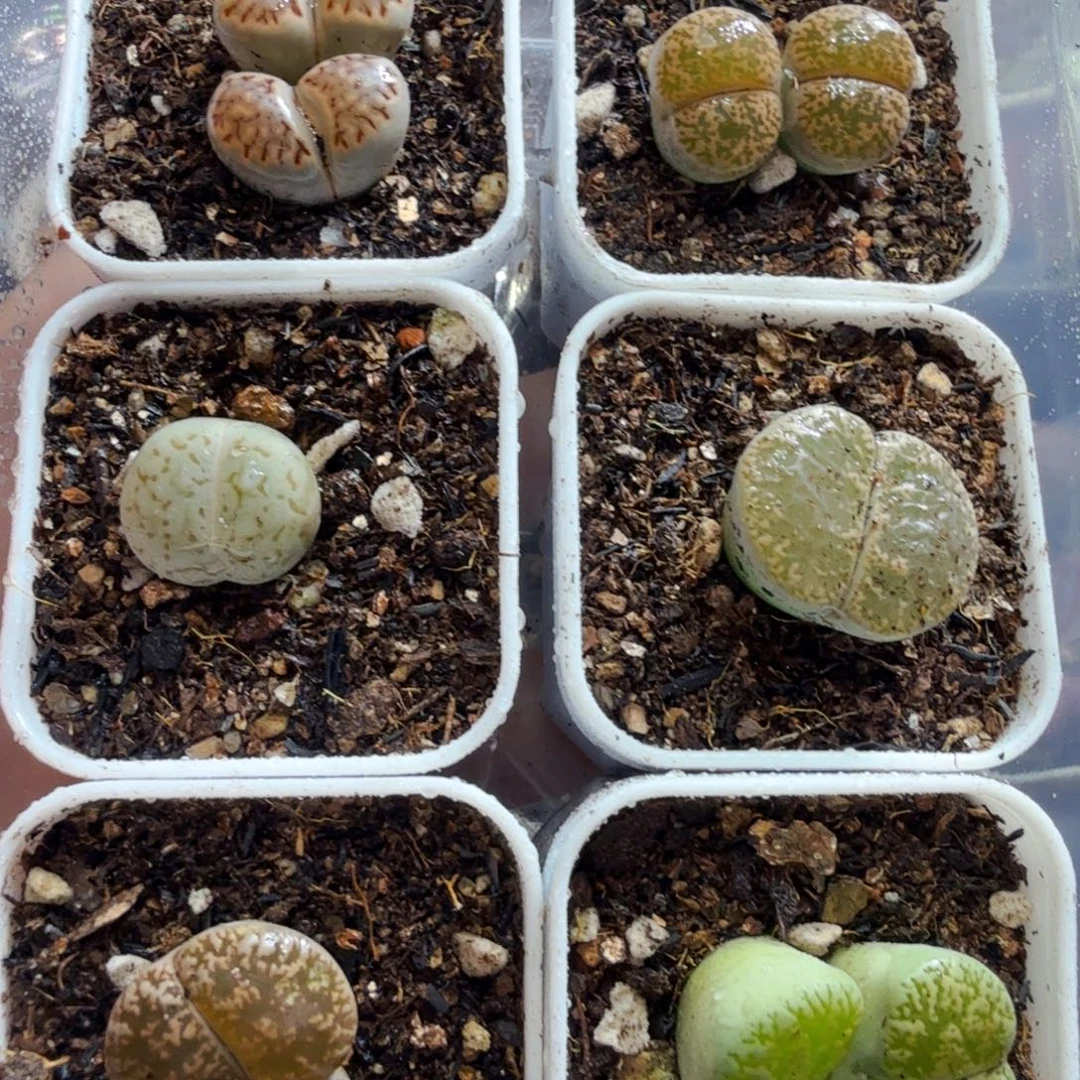 多肉植物的生长发育和777