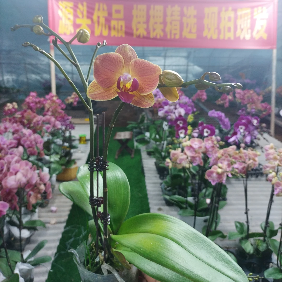 【兰语甄选】（NK29）3.0寸双剑橙黄朝阳蜡质中花型蝴蝶兰
