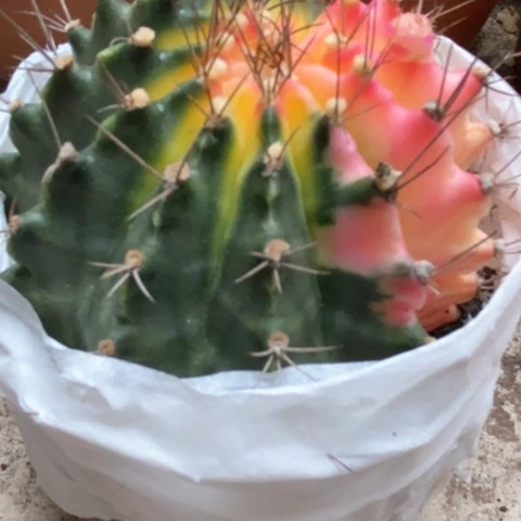 牡丹锦仙人球25米仙人球