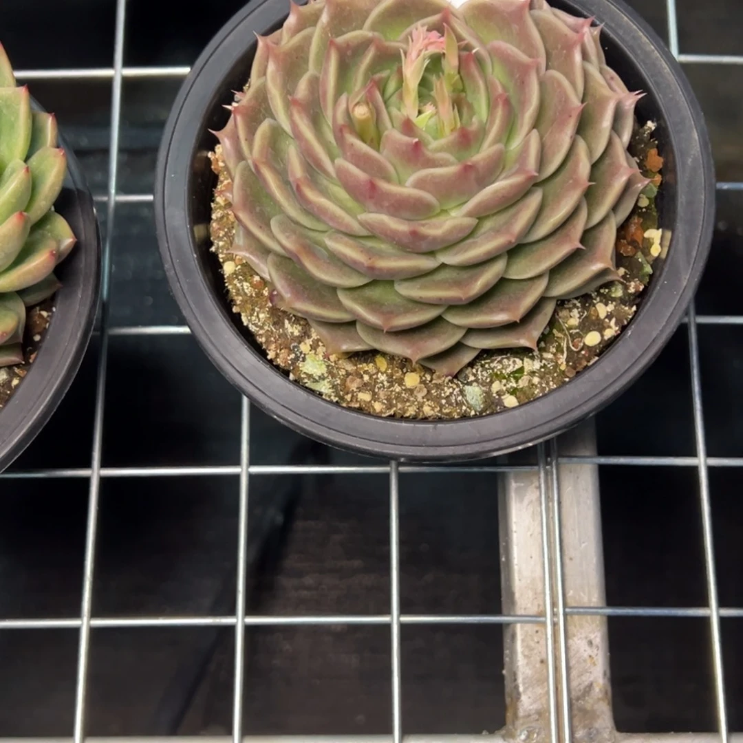 任***转4207多肉多多多多多