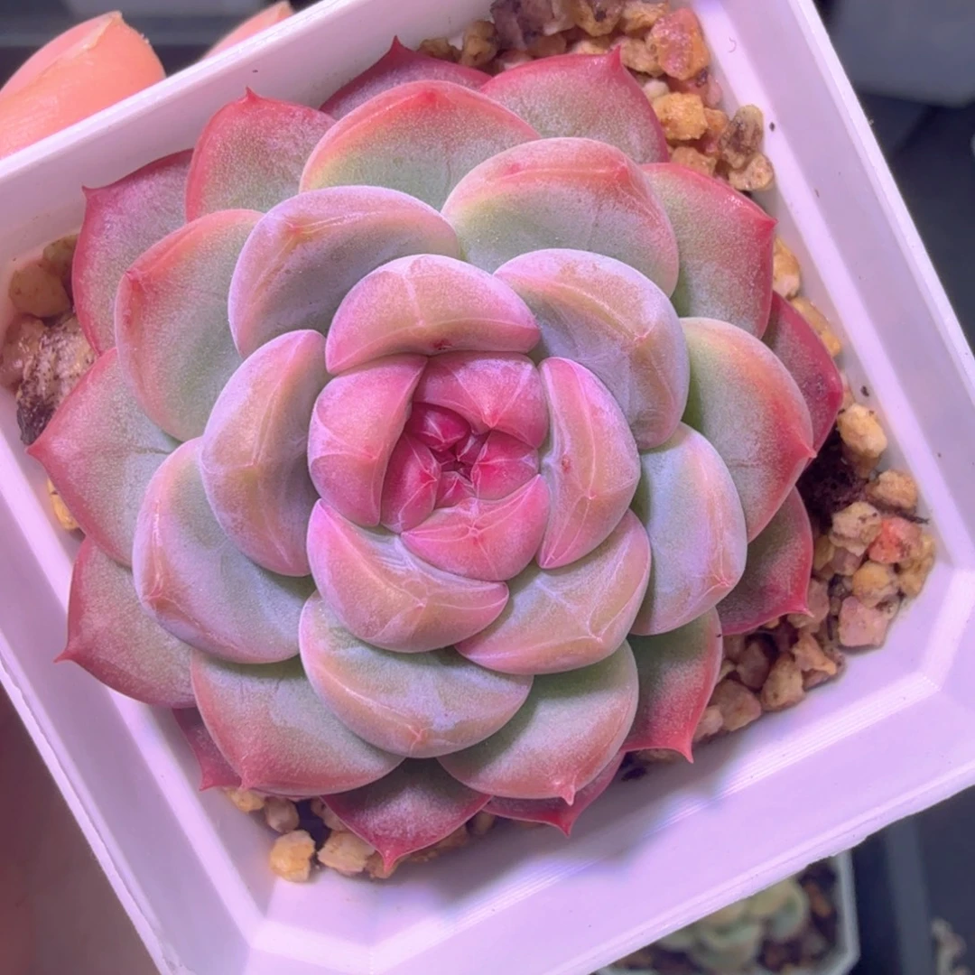 谷雨单头二十包邮