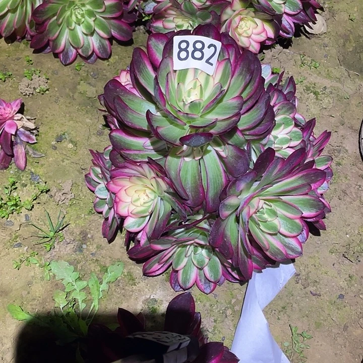 多肉植物法师882倾城