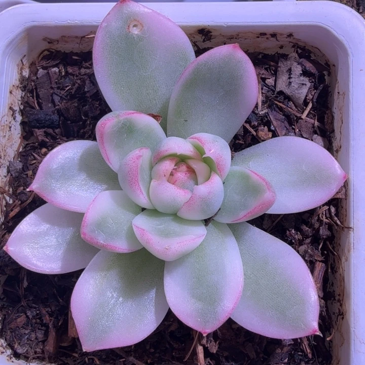 精品多肉植物东云杂交