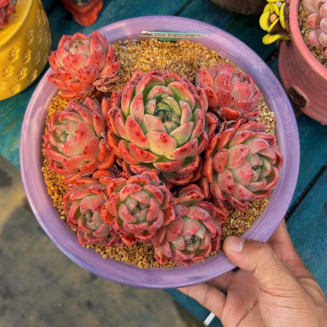 糖*多肉一物一拍0614-21带盆用卷