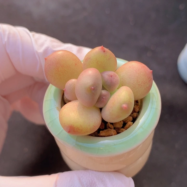 029 萤火虫 雪梨 双头