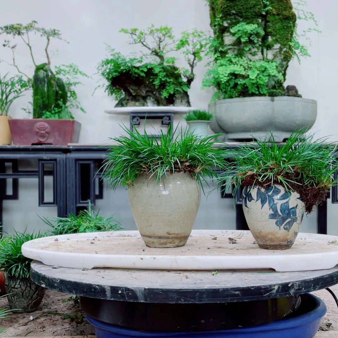 无铅玻璃c****6铁线蕨太刺激铁线蕨