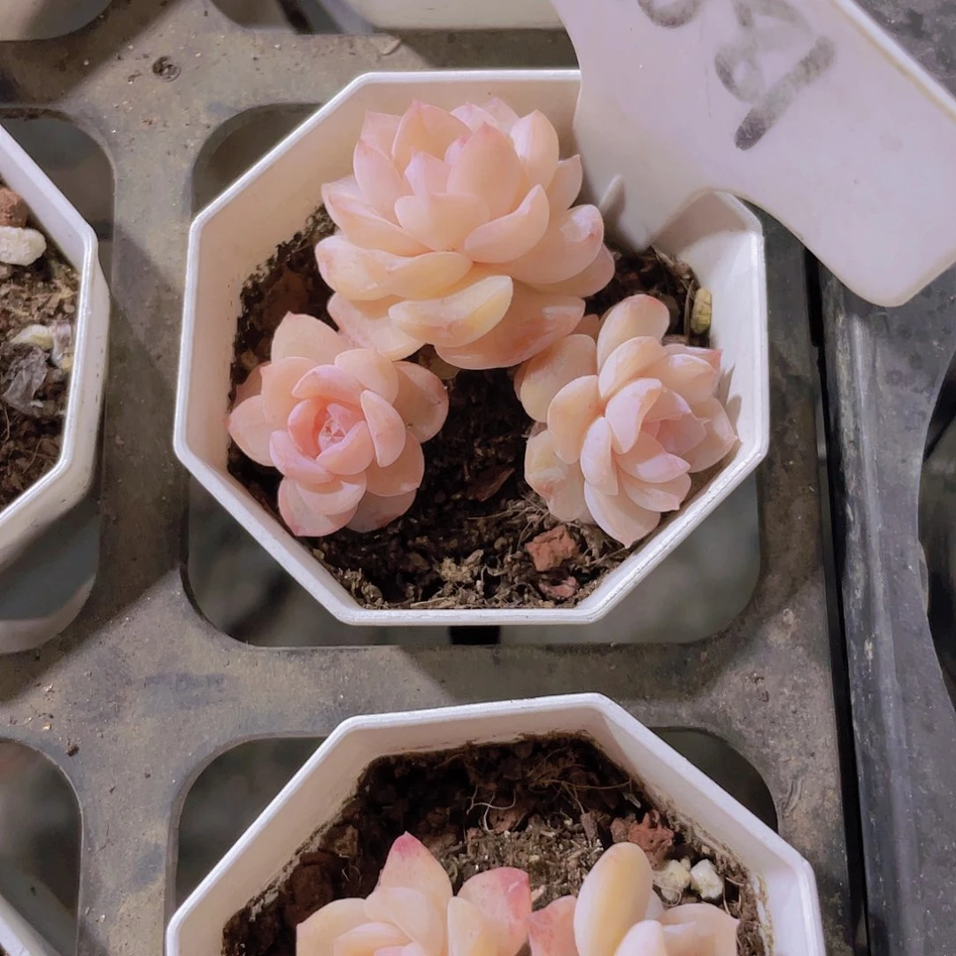 是****！方糖a081一物一拍