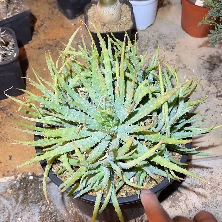 满38包邮，年后脱土晾根发货多肉帝王锦