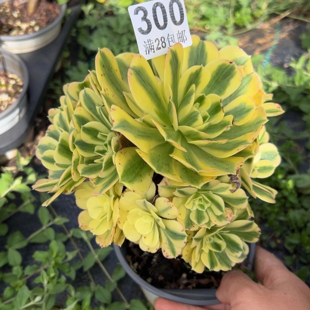 多肉植物300无售后