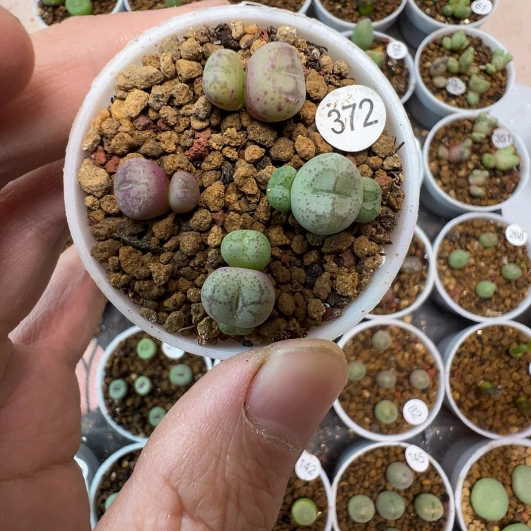 猴脸一颗脱土3720000