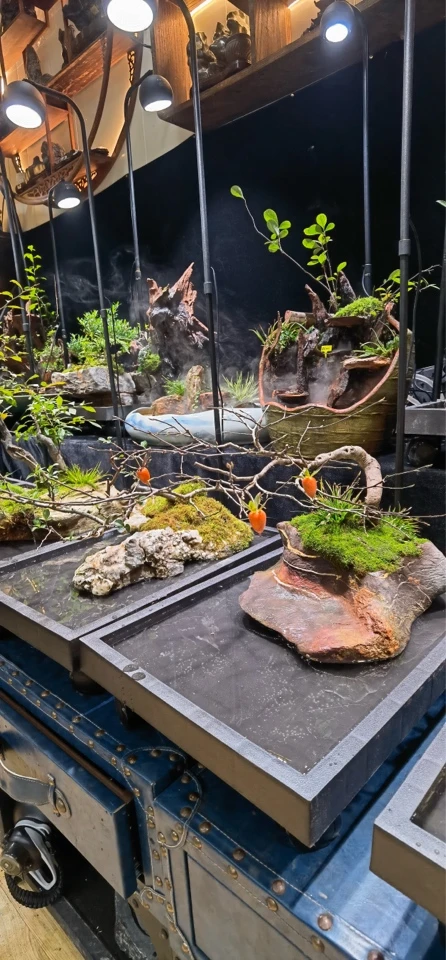 室内微景观一物一拍