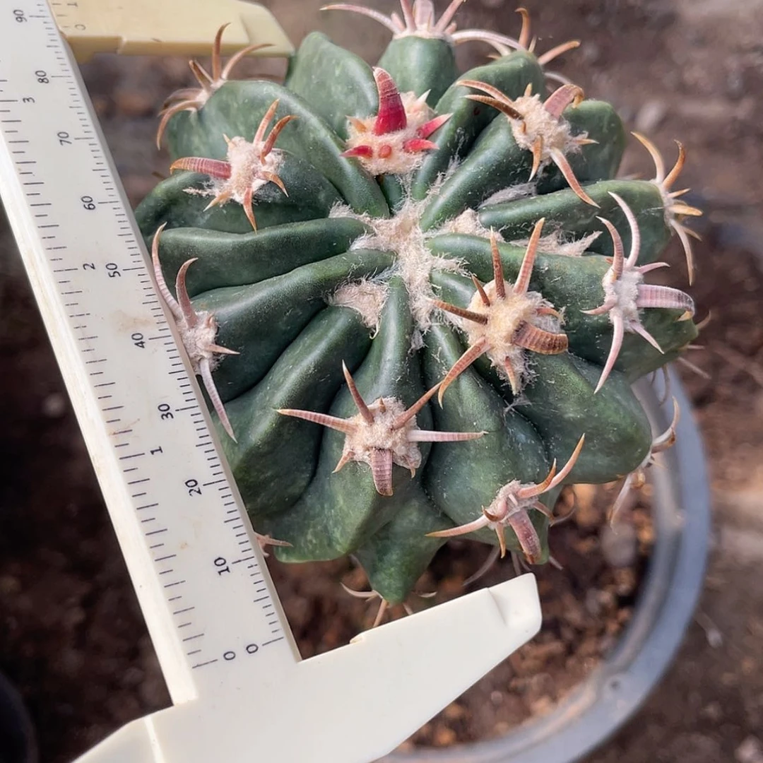 【闪购商品】武藏凌波苗接666666