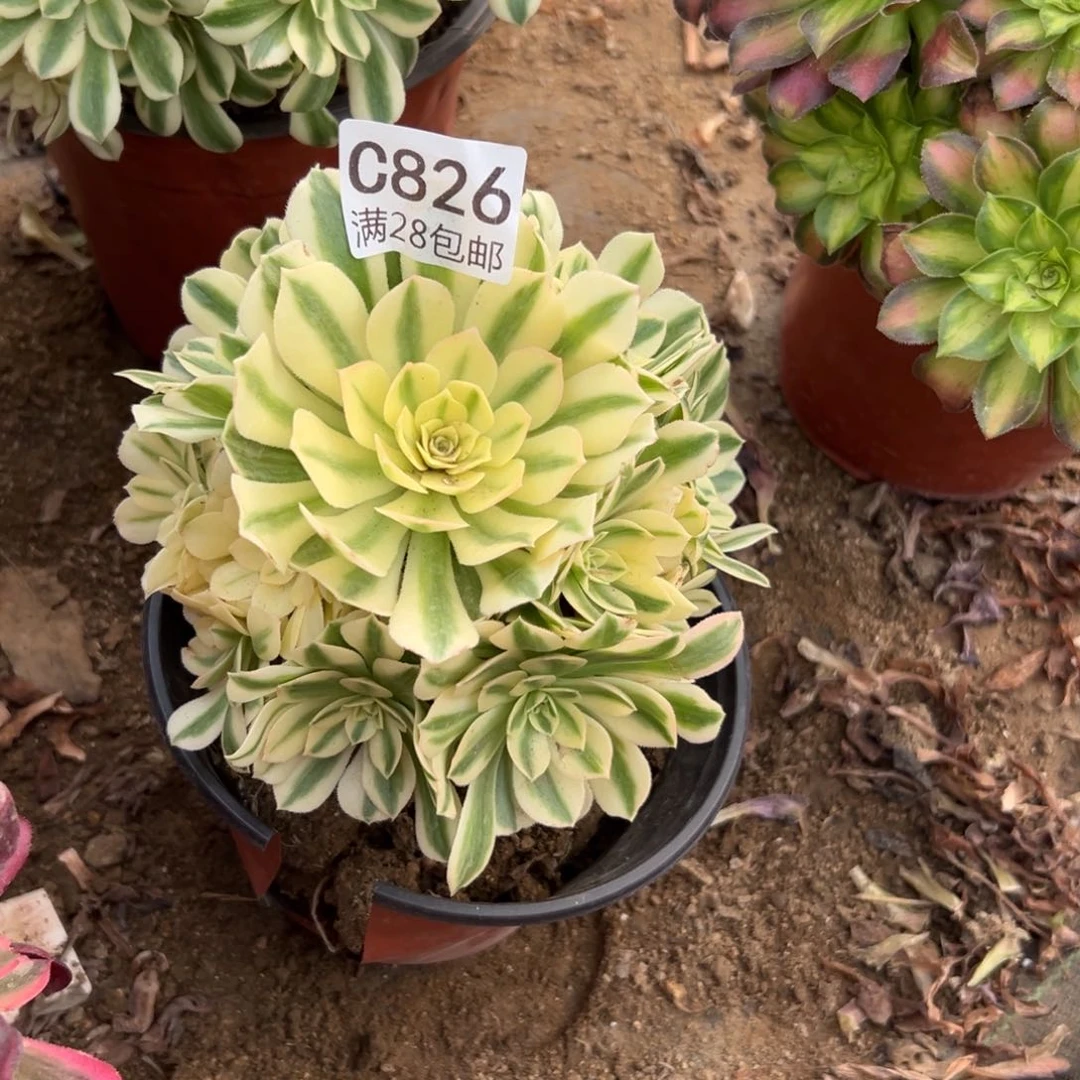 826多肉  迈巴赫    